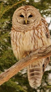 Preview wallpaper owl, bird, branches, wood, feathers, predator