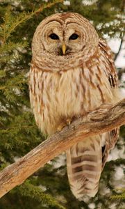 Preview wallpaper owl, bird, branches, wood, feathers, predator