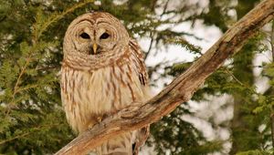 Preview wallpaper owl, bird, branches, wood, feathers, predator