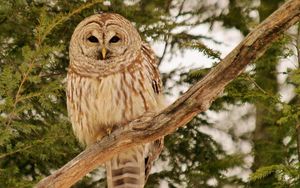 Preview wallpaper owl, bird, branches, wood, feathers, predator