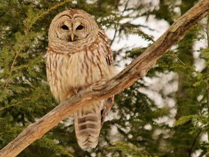 Preview wallpaper owl, bird, branches, wood, feathers, predator