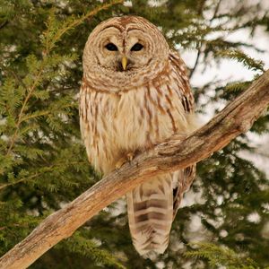 Preview wallpaper owl, bird, branches, wood, feathers, predator