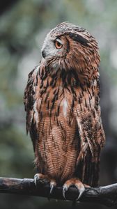 Preview wallpaper owl, bird, brown, branch, wildlife