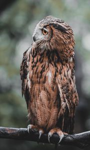 Preview wallpaper owl, bird, brown, branch, wildlife