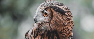 Preview wallpaper owl, bird, brown, branch, wildlife