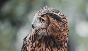 Preview wallpaper owl, bird, brown, branch, wildlife