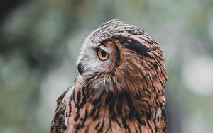 Preview wallpaper owl, bird, brown, branch, wildlife