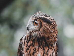 Preview wallpaper owl, bird, brown, branch, wildlife