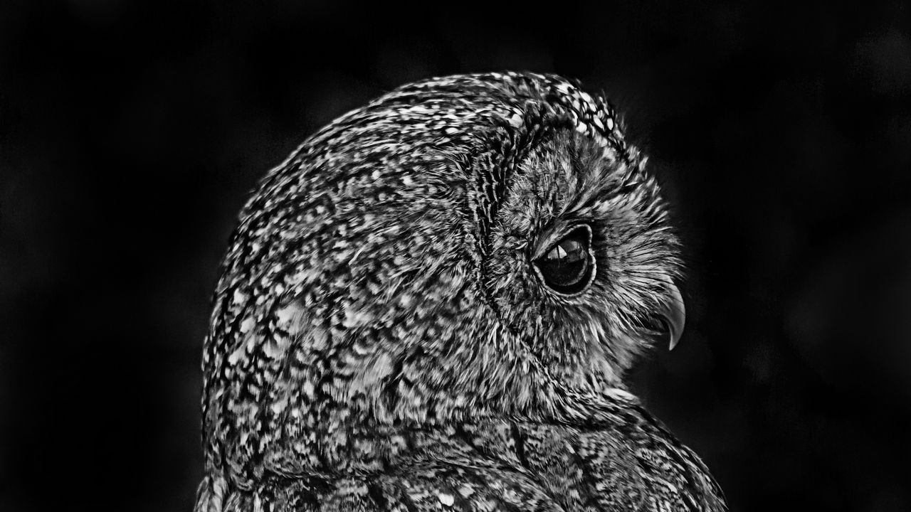 Wallpaper owl, bird, bw