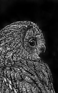 Preview wallpaper owl, bird, bw