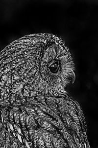 Preview wallpaper owl, bird, bw