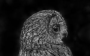 Preview wallpaper owl, bird, bw