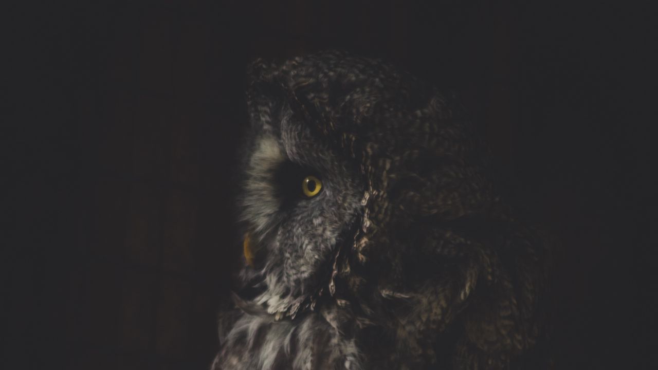 Wallpaper owl, bird, dark, predator, looks, turned