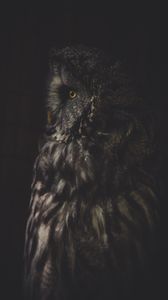 Preview wallpaper owl, bird, dark, predator, looks, turned