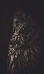 Preview wallpaper owl, bird, dark, predator, looks, turned