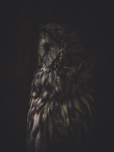 Preview wallpaper owl, bird, dark, predator, looks, turned