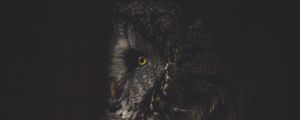 Preview wallpaper owl, bird, dark, predator, looks, turned