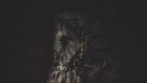 Preview wallpaper owl, bird, dark, predator, looks, turned