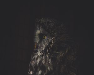Preview wallpaper owl, bird, dark, predator, looks, turned