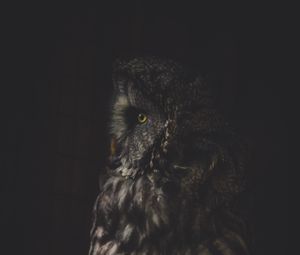 Preview wallpaper owl, bird, dark, predator, looks, turned