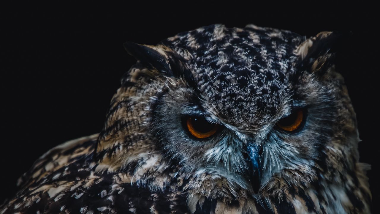 Wallpaper owl, bird, darkness