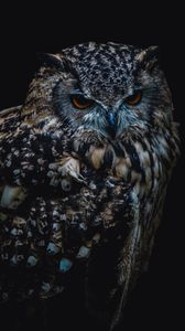 Preview wallpaper owl, bird, darkness