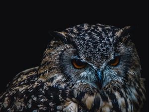 Preview wallpaper owl, bird, darkness