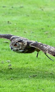 Preview wallpaper owl, bird, eurasian eagle owl, predator