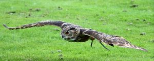 Preview wallpaper owl, bird, eurasian eagle owl, predator