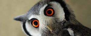 Preview wallpaper owl, bird, eye, face