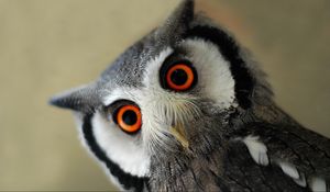 Preview wallpaper owl, bird, eye, face