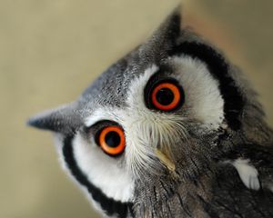 Preview wallpaper owl, bird, eye, face
