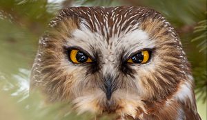 Preview wallpaper owl, bird, eyes, beak, branches, needles, wildlife