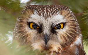 Preview wallpaper owl, bird, eyes, beak, branches, needles, wildlife