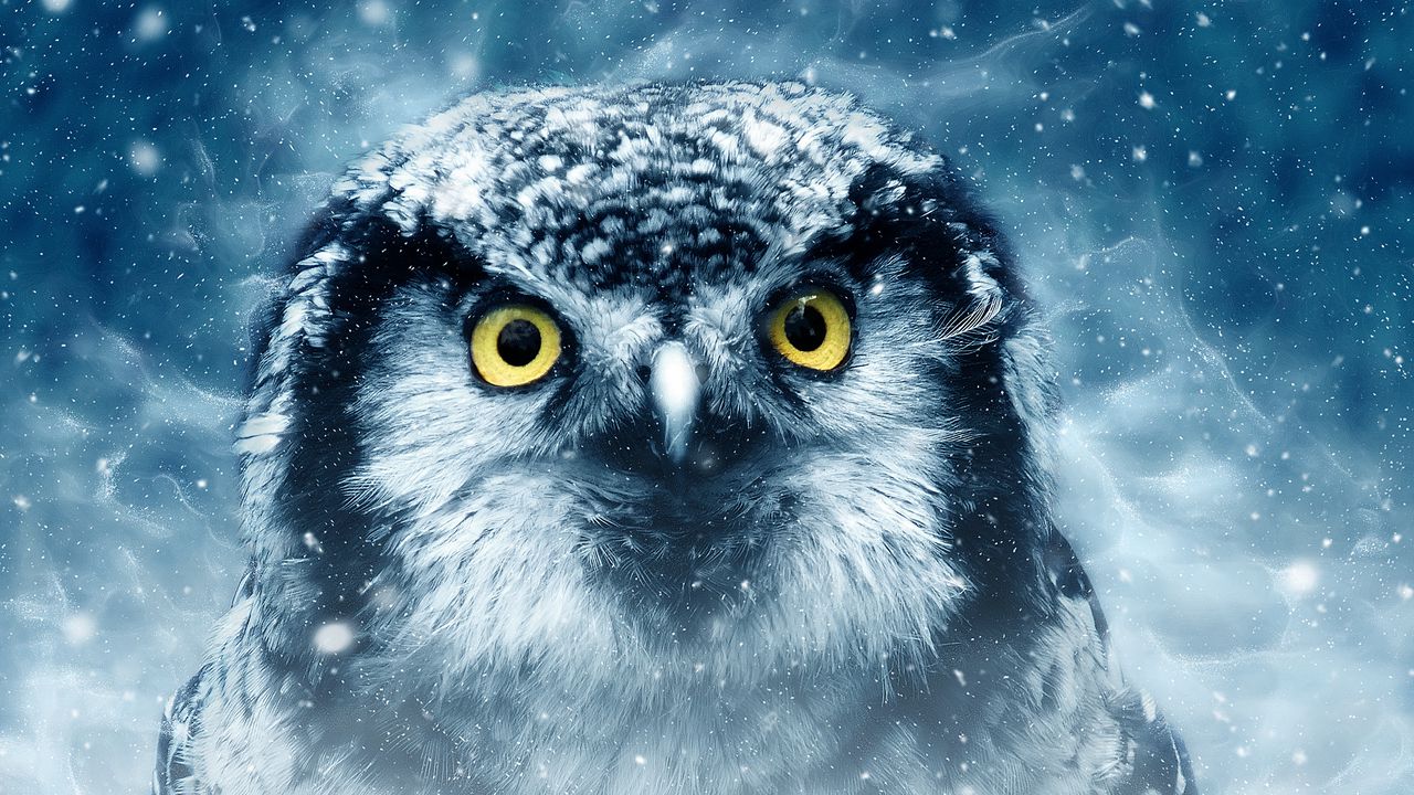Wallpaper owl, bird, eyes, looks, closeup, predator, wildlife