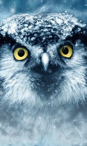 Preview wallpaper owl, bird, eyes, looks, closeup, predator, wildlife