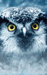 Preview wallpaper owl, bird, eyes, looks, closeup, predator, wildlife