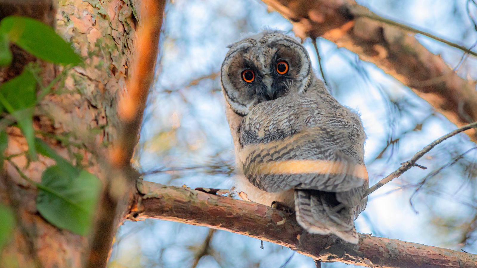 Download Wallpaper 1600x900 Owl, Bird, Eyes, Look, Branch Widescreen 16 ...