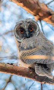 Preview wallpaper owl, bird, eyes, look, branch