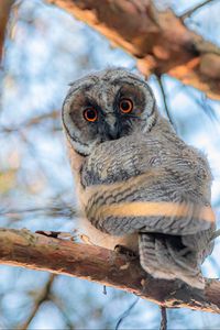 Preview wallpaper owl, bird, eyes, look, branch