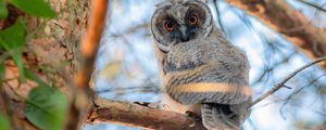 Preview wallpaper owl, bird, eyes, look, branch