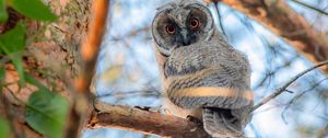 Preview wallpaper owl, bird, eyes, look, branch