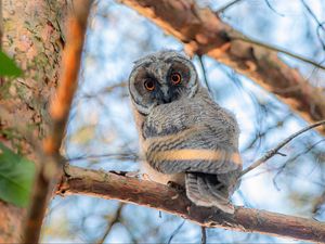 Preview wallpaper owl, bird, eyes, look, branch