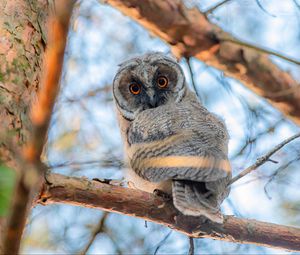 Preview wallpaper owl, bird, eyes, look, branch