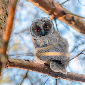 Preview wallpaper owl, bird, eyes, look, branch