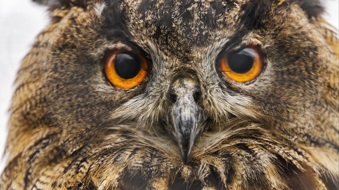 Wallpaper owl, bird, eyes, beak, feathers, wildlife