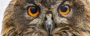 Preview wallpaper owl, bird, eyes, beak, feathers, wildlife