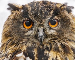 Preview wallpaper owl, bird, eyes, beak, feathers, wildlife