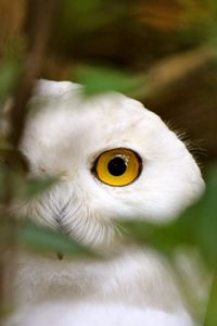 Preview wallpaper owl, bird, eyes, grass