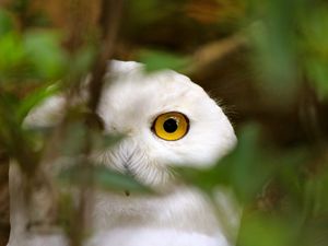 Preview wallpaper owl, bird, eyes, grass
